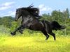 Φενγκ Σούι: Άλογο, το σύμβολο της επιτυχίας
