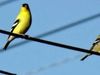 Γιατί τα πουλιά δεν παθαίνουν ηλεκτροπληξία στα καλώδια της ΔΕΗ;