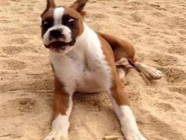 Ξεκαρδιστικό βίντεο: Σκύλος δοκιμάζει λεμόνι και...