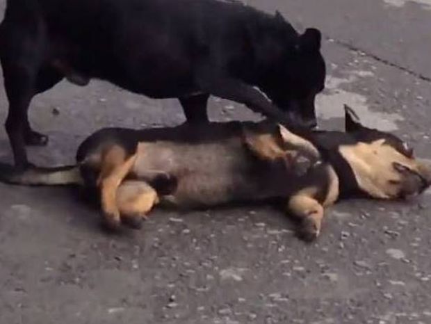Συγκλονιστικό βίντεο: Σκύλος προσπαθεί να ξυπνήσει τον νεκρό φίλο του