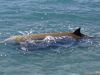 Φωτογραφίες-ΣΟΚ: Διάσωση δελφινιών στην Κρήτη-«Κοκκίνησε» η θάλασσα
