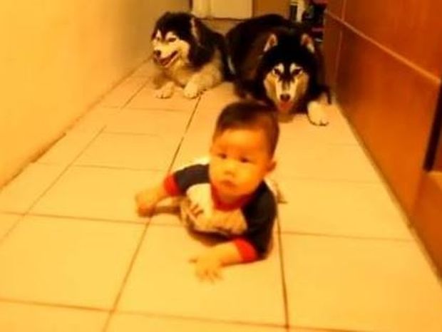 Ξεκαρδιστικό βίντεο: Δύο σκύλοι μιμούνται ένα μωρό που μπουσουλάει