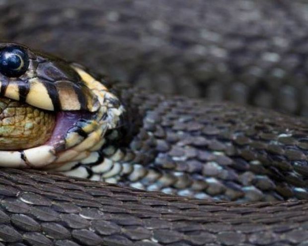 Σπάνια και βραβευμένη φωτογραφία: Δείτε τι κατάπιε ζωντανό ένα φίδι!