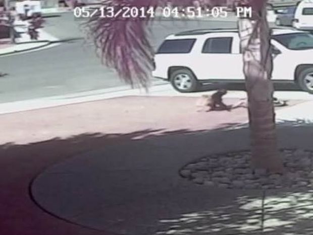 Απίστευτο βίντεο: Γάτα-ήρωας σώζει αγοράκι από επίθεση σκύλου!