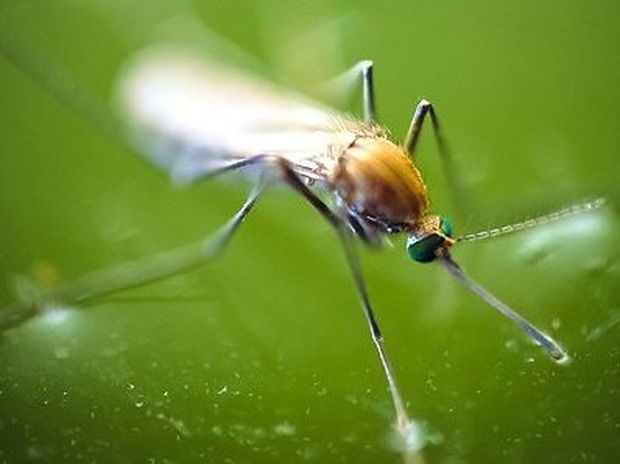 Τι συμβαίνει στον οργανισμό μας όταν μας τσιμπάει κουνούπι και πώς να το αντιμετωπίσουμε; (βίντεο)