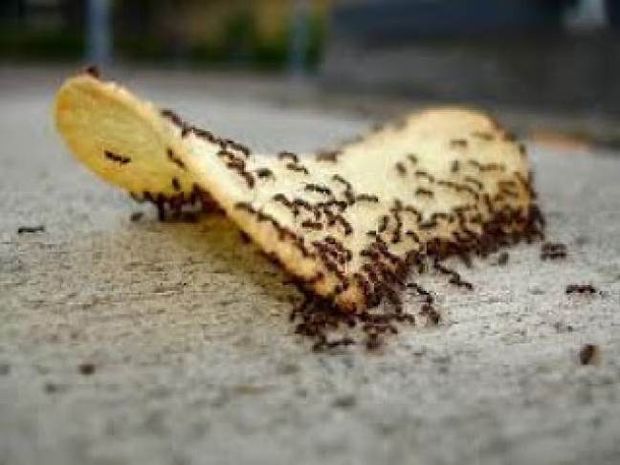 Απαλλάξου από τα μυρμήγκια με 3 απλά tips!