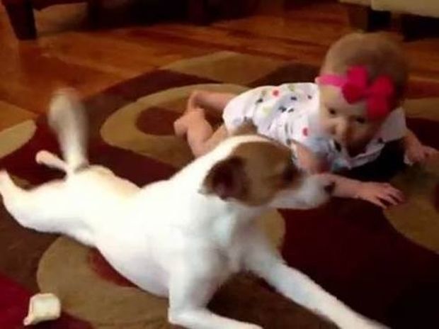 Σκύλος δείχνει σε μωρό πως να μπουσουλάει (Video)