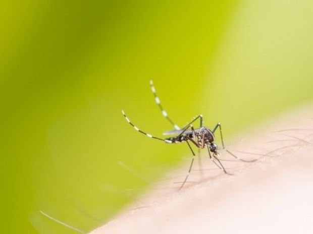 Κουνούπια τέλος: Τι να ΜΗΝ τρώτε για να μη σας τσιμπάνε