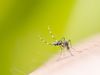 Κουνούπια τέλος: Τι να ΜΗΝ τρώτε για να μη σας τσιμπάνε