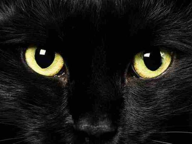 Γιατί οι μαύρες γάτες θεωρούνται κακότυχες
