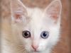 Πανέμορφες γάτες με διαφορετικό χρώμα στα μάτια τους!