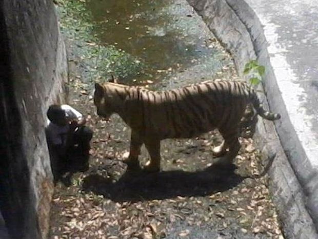 Νέο συγκλονιστικό video λίγο πριν η τίγρη κατασπαράξει τον 22χρονο