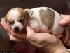 Σκέτη γλύκα! Αυτό το αξιολάτρευτο σκυλάκι γεννήθηκε με το σημάδι της καρδιάς στο σώμα του!