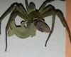 Γιγαντιαία αράχνη προσπαθεί να φάει ολόκληρη σαύρα (βίντεο)