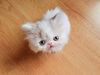 ΘΑ ΣΑΣ ΜΑΓΕΨΕΙ!! Δείτε τις... περιπέτειες αυτής της μικροσκοπικής γάτας! (PHOTOS)