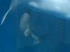 Μοναδικό: Φάλαινα γεννάει το μωράκι της μπροστά στην κάμερα και μας καθηλώνει (βίντεο)