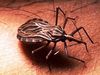Αστρολογική επικαιρότητα, 11/11: Το μολυσμένο έντομο Chagas σπέρνει τον πανικό στις ΗΠΑ