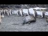 Θαλάσσιοι ελέφαντες βιάζουν πιγκουίνους στην Ανταρκτική!