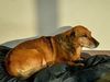 Πόσο συγκινητικό: Σκύλος περίμενε 2 χρόνια το αφεντικό του αλλά…(εικόνες) 
