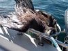 Αετός ζητάει βοήθεια από ψαρά! (video)
