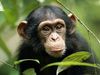 Είσαι εξυπνότερος από ένα χιμπατζή; (video)