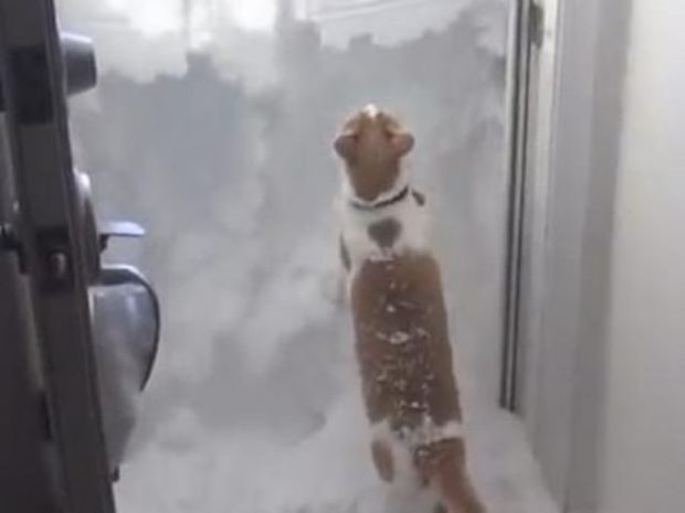 Ξεκαρδιστικό: Η αντίδραση της γάτας όταν το αφεντικό άνοιξε την γεμάτη με χιόνι πόρτα