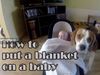 Δείτε γιατί αυτό το αξιαγάπητο σκυλί είναι καλύτερο κι από μπέιμπι σίτερ! (βίντεο) 