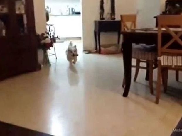 ΞΕΚΑΡΔΙΣΤΙΚΟ: Σκύλος πάει να ανέβει στον καναπέ και... (video)