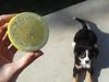 Ξεκαρδιστικό βίντεο: Ο σκύλος και το... λεμόνι!