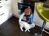 Τι άλλο θα δούμε: Παιδάκι παίζει με το φούρνο μπροστά στους γονείς του κι η γάτα το προστατεύει (βίντεο)