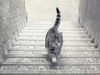 Ο νέος... απροσπέλαστος γρίφος του ίντερνετ: Mάντεψε πού πάει η γάτα (photo)