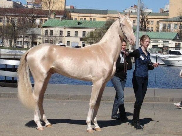 Πανέμορφα! Δείτε τα πιο εντυπωσιακά και σπάνια άλογα του κόσμου