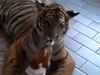 Το πιο ατρόμητο σκυλάκι του πλανήτη παίζει με μία… τίγρη! (video) 
