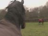 Αυτά τα άλογα συναντήθηκαν ξανά μετά από χρόνια. Δείτε το συγκινητικό βίντεο με τις αντιδράσεις τους!