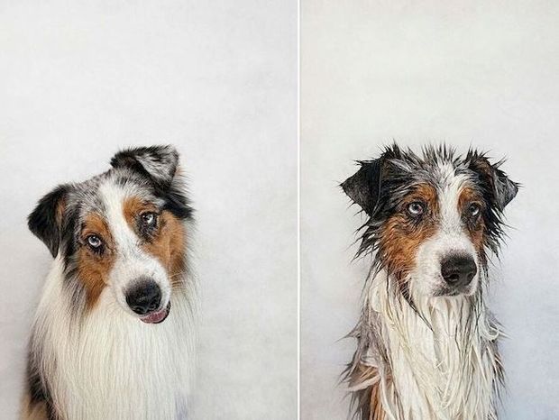 Αξιολάτρευτες φωτογραφίες σκυλιών πριν και μετά το μπάνιο τους
