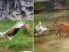 Γερανός έπεσε στο ίδιο κλουβί με δύο… τίγρεις! Μη βιαστείτε να ποντάρετε στο νικητή! (video)