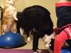 Έχετε δει ποτέ σκύλο να κάνει κατακόρυφο; Να η ευκαιρία σας! (video)