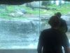 Τρόμος στο ζωολογικό κήπο: Αρκούδα προσπάθησε να σπάσει το προστατευτικό τζάμι με… βράχο! 