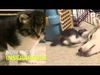 Χάσκι υιοθετεί γατί και το internet υποκλίνεται (video) 