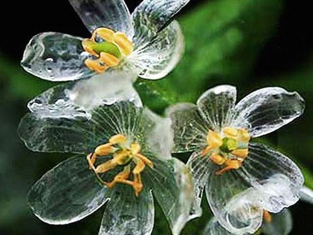 Η μαγεία της φύσης! Τα λουλούδια που γίνονται διάφανα όταν βρέχει!