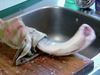 Τρόμος στην κουζίνα: Ακέφαλο ψάρι... επιτίθεται σε νοικοκυρά! (video)