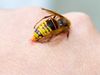 Τσίμπημα από σφήκα, μέλισσα, σκορπιό: Τι πρέπει να κάνετε
