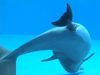 Μοναδικό! Δελφίνι γεννά μπροστά στην κάμερα (βίντεο)