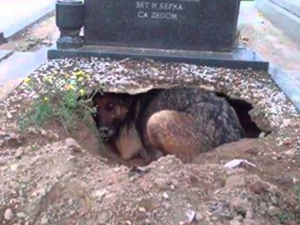 Ο ιδιοκτήτης του έφυγε από τη ζωή και αυτός ο σκύλος τον ακολούθησε στον τάφο του!