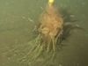 Δείτε το «ιπτάμενο τέρας… σπαγγέτι» που ανακάλυψαν στα βάθη του Ατλαντικού! (video) 