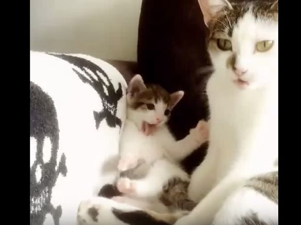 Αυτό το μικρό γατάκι προσπαθεί να μιμηθεί τη μαμά του και μας ξετρελαίνει! (video)