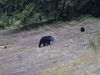 Μυστήριο: Κανείς δεν γνώριζε γιατί αυτή η αρκούδα έχει μπλε κεφάλι (video)