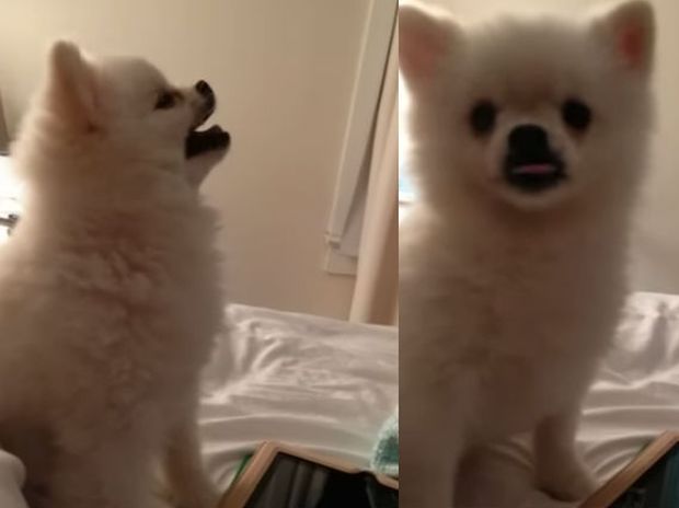 Αυτό το μικρό σκυλάκι έχει το πιο αστείο φτέρνισμα που έχετε ακούσει ποτέ! (video)