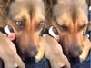 Δείτε τη συγκινητική αντίδραση αυτής της σκυλίτσας όταν ξαναείδε τα μικρά της! (video)