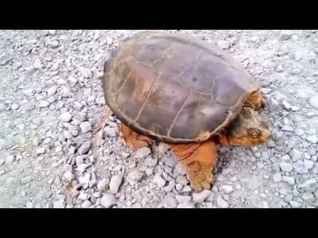 Τα πάντα έχουν όρια! Η χελώνα του έδωσε ένα μάθημα που θα θυμάται σε όλη του τη ζωή! (video)